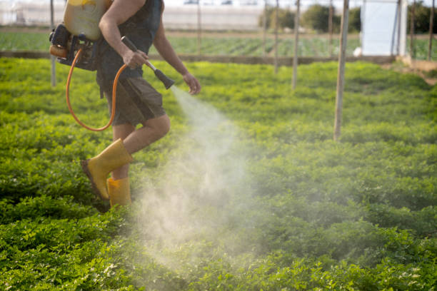 Best Wasp Removal Services  in Talluh, LA