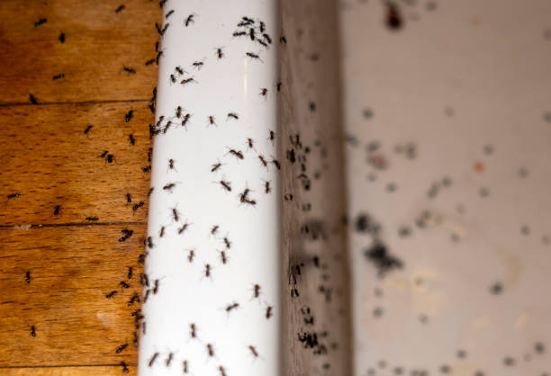 Best Affordable Pest Control Services  in Talluh, LA