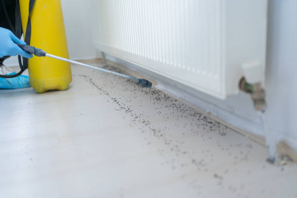 Best Cockroach Control Services  in Talluh, LA